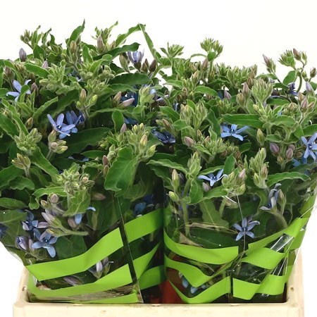 OXYPETALUM HEAVENBOR
