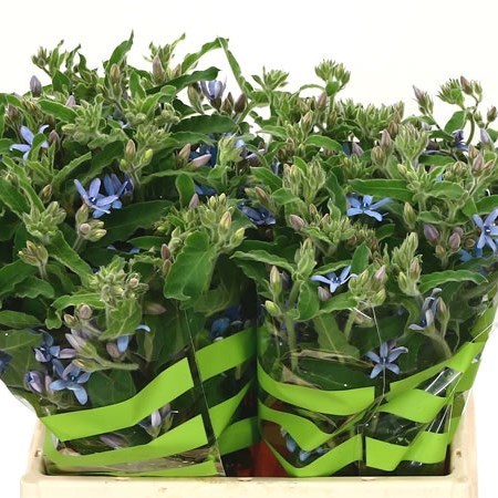 OXYPETALUM HEAVENBOR