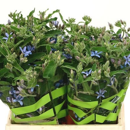 OXYPETALUM HEAVENBOR