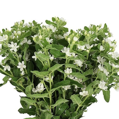 OXYPETALUM PERFECT WHITE HARMONY
