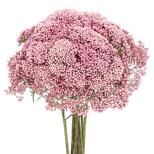 OZOTHAMNUS BOOMING PINK