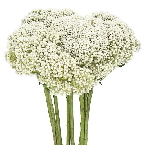 OZOTHAMNUS BOOMING WHITE