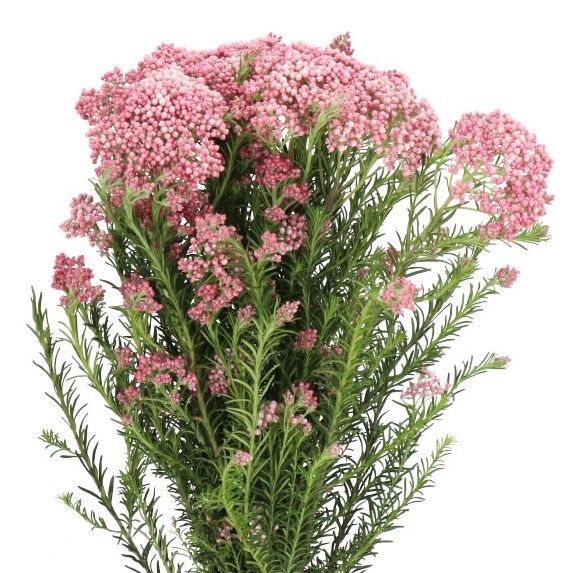 OZOTHAMNUS COOKS LIGHT PINK