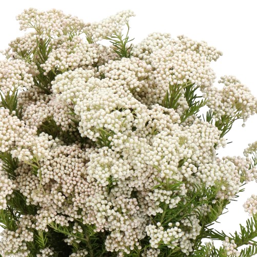 OZOTHAMNUS COOKS LIGHT PINK