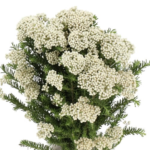 OZOTHAMNUS COOKS SNOW WHITE (SPRAY)