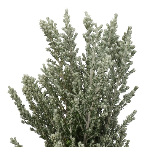 OZOTHAMNUS JIM KELLY