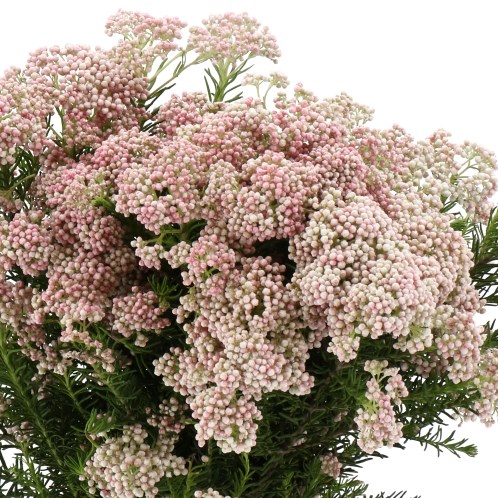 OZOTHAMNUS SPRAY LIGHT PINK