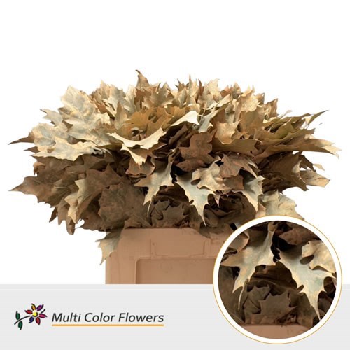 Oak Leaves Dyed Apricot