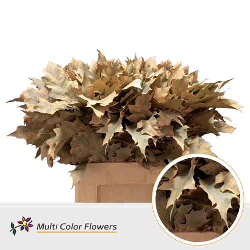 Oak Leaves Dyed Frost Apricot