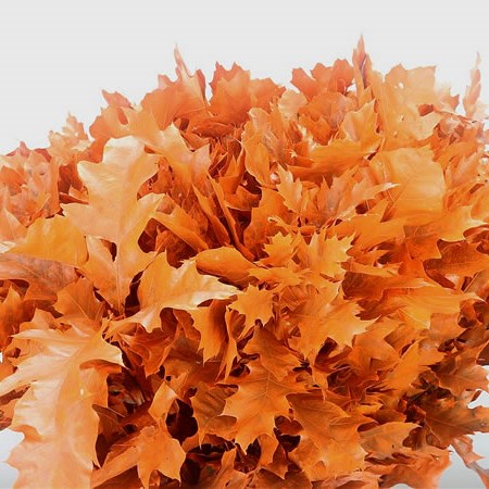 Oak Leaves Dyed Frosted Orange