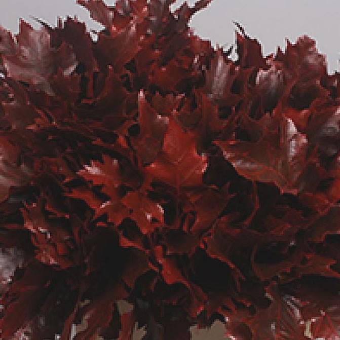 Oak Leaves Dyed Red