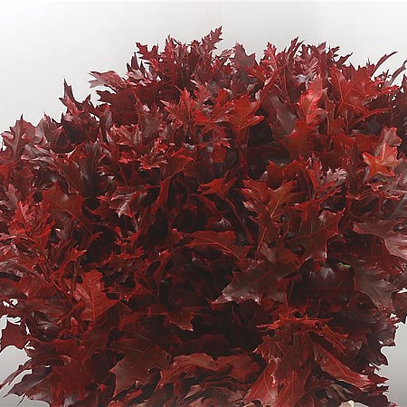 Oak Leaves Dyed Red