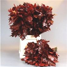 Weekly special OAKLEAF DYED RED