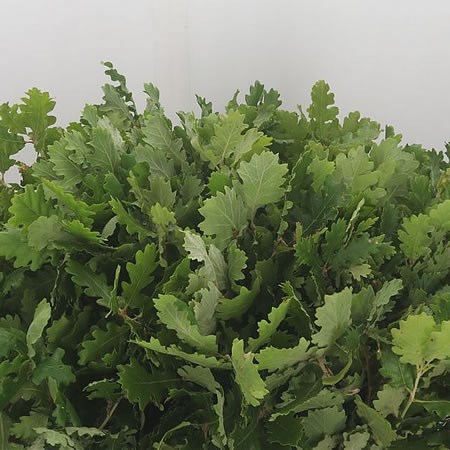 Oak Leaves (Mini)