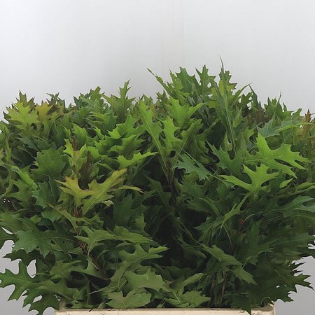 Oak Leaves Palustris