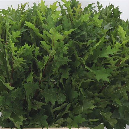 Oak Leaves Palustris