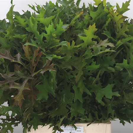 Oak Leaves Palustris