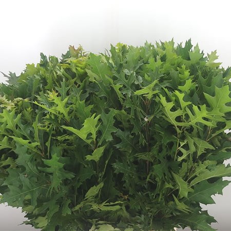 Oak Leaves Palustris