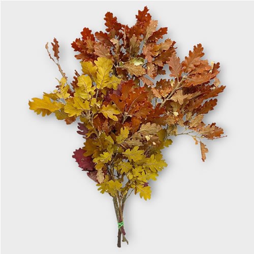Oak Leaves Preserved Autumn