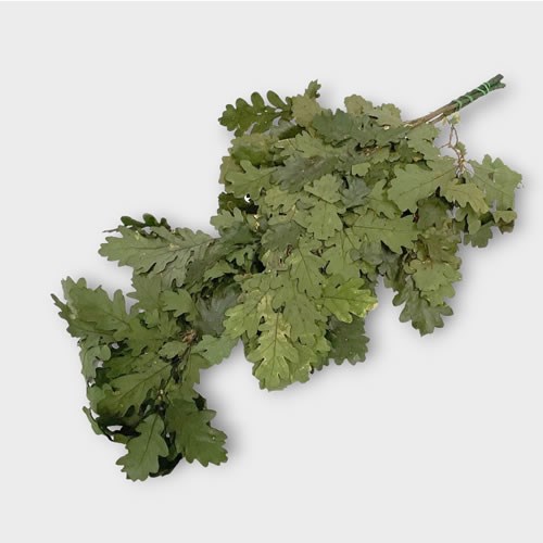 Oak Leaves Preserved Green