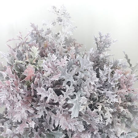 Oak Leaves - White Washed