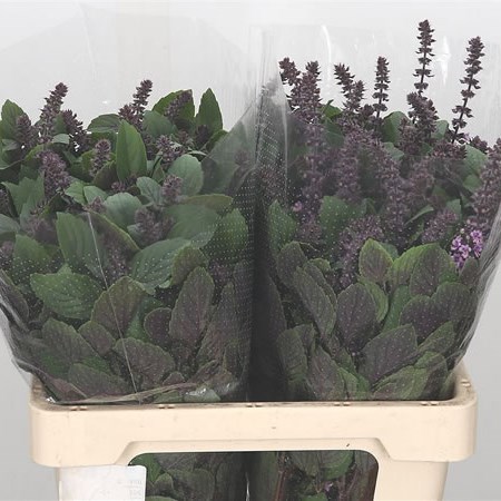 Ocimum Bas Aroma