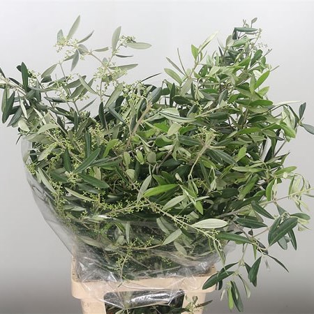 Olive Branches XXL