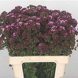 Origanum Charm Purple