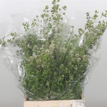 Origanum (Oregano)