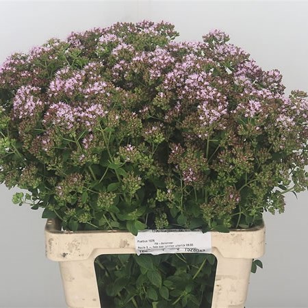 Origanum Rose Charm