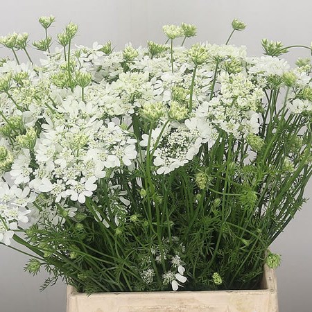Orlaya Grandflora