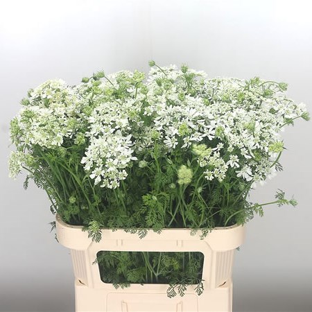Orlaya Grandflora (Extra)