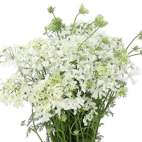 Orlaya Grandiflora White Finch