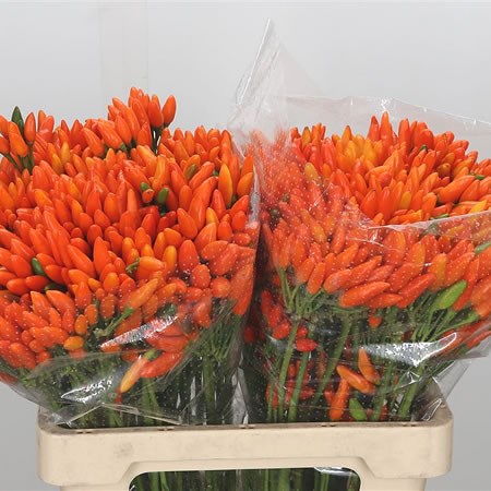Ornamental Pepper - Orange Fire