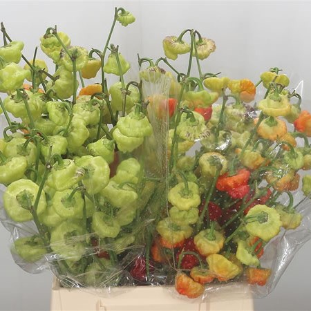 Ornamental Peppers
