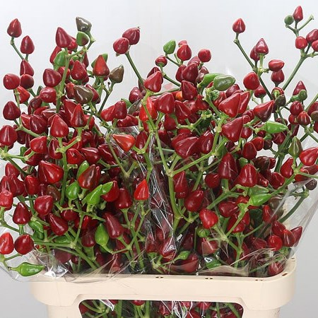 Ornamental Peppers Xmas Super