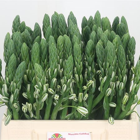 Ornithogalum Albuca Canadensis