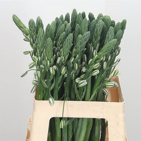 Ornithogalum Albuca Canadensis