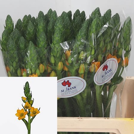 Ornithogalum Dubium Bright Star