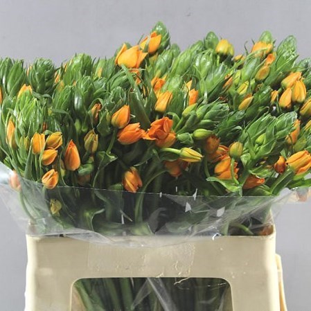 Ornithogalum Dubium Orange Fire