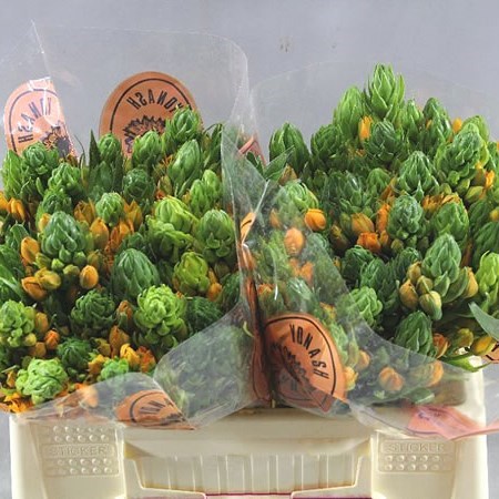 Ornithogalum Dubium Sunshine Orange