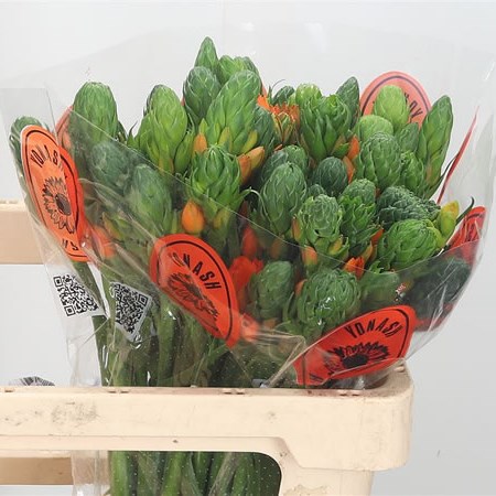 Ornithogalum Dubium Sunshine Orange