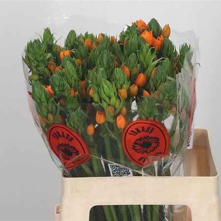 Ornithogalum Dubium Sunshine Orange