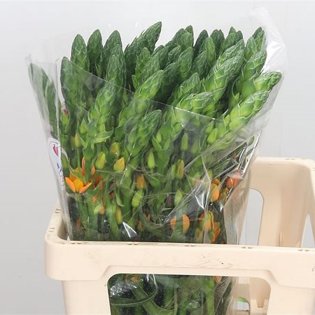 Ornithogalum Magic Star