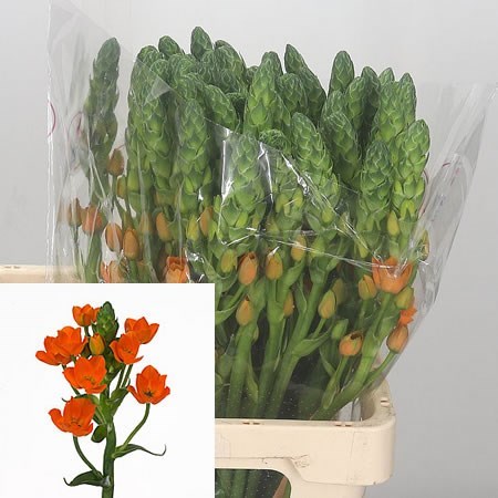 Ornithogalum Magic Star