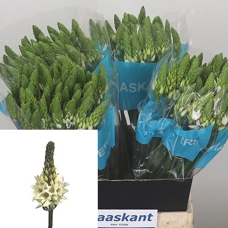Ornithogalum Mount Fuji