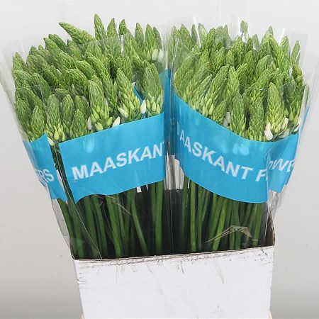 Ornithogalum Mount Fuji