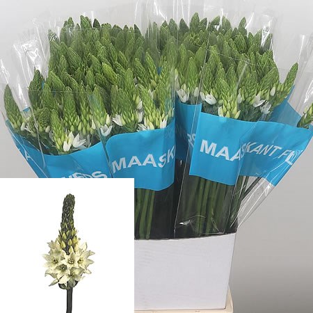 Ornithogalum Mount Fuji