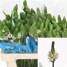 Ornithogalum Mount Fuji