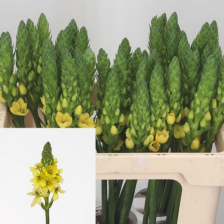 Ornithogalum Namib Gold